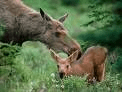 Moose and calf