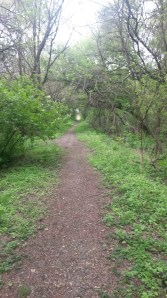 path in the woods
