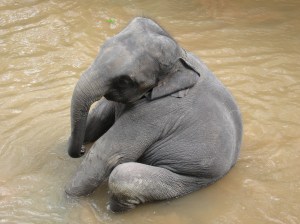 goofy-baby-elephant-sitting-in-water