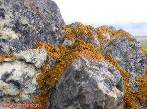 Lichen 2